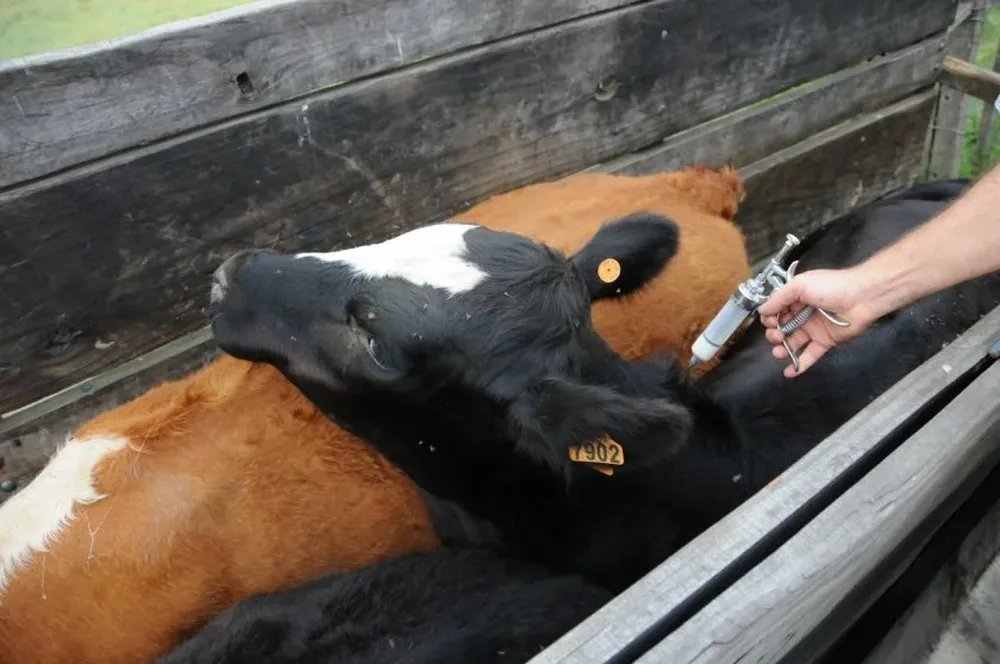 Argumentan que estrés calórico provoca muertes embrionarias en los vientres vacunos