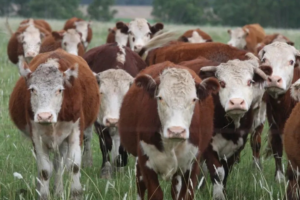 La faena en la última semana llegó a 42.405 vacunos