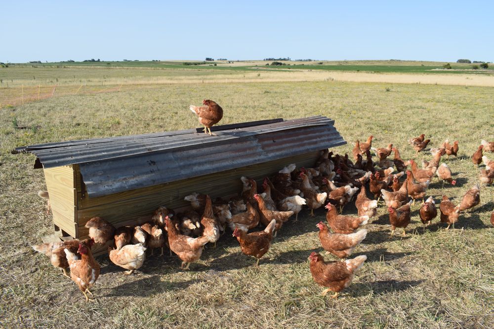 Gripe aviar: un riesgo para la producción avícola, otros animales y la población humana.