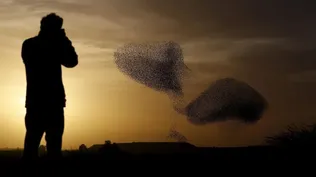 Hombre fotografía a una bandada de estorninos cerca de la ciudad de Rahat (Israel)