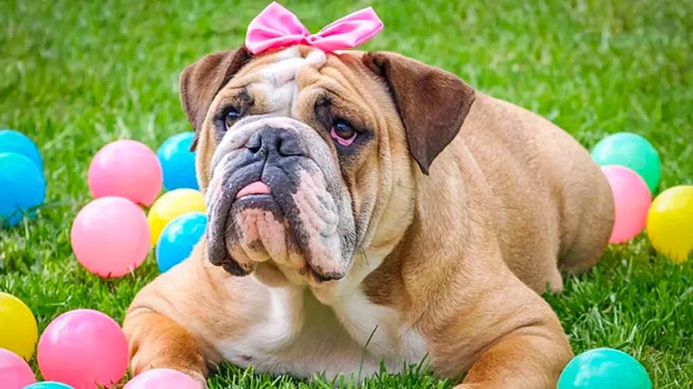 Alertan contra una humanización excesiva de las mascotas.