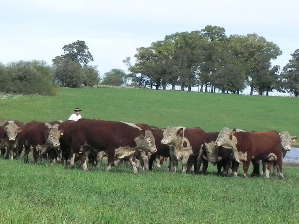 Hubo buena demanda por los toros de San Gregorio en Cardona
