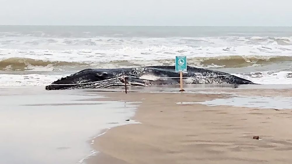 Pinamar: encontraron a una ballena joven muerta a orillas del mar e intentan determinar qué le pasó