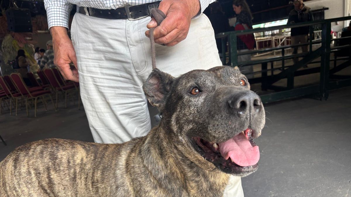 Excelente con el ganado, guardián y familiero: no pueden con Pampero, otra vez el mejor Cimarrón Uruguayo