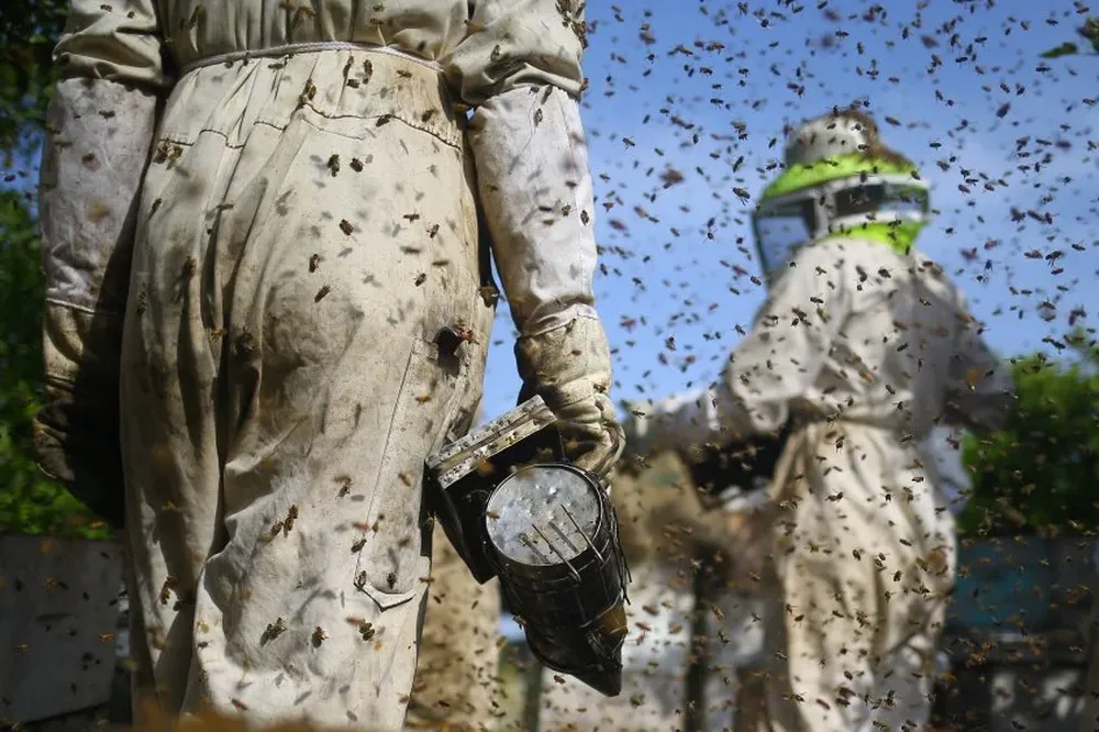 Apicultores en plena labor de cosecha.