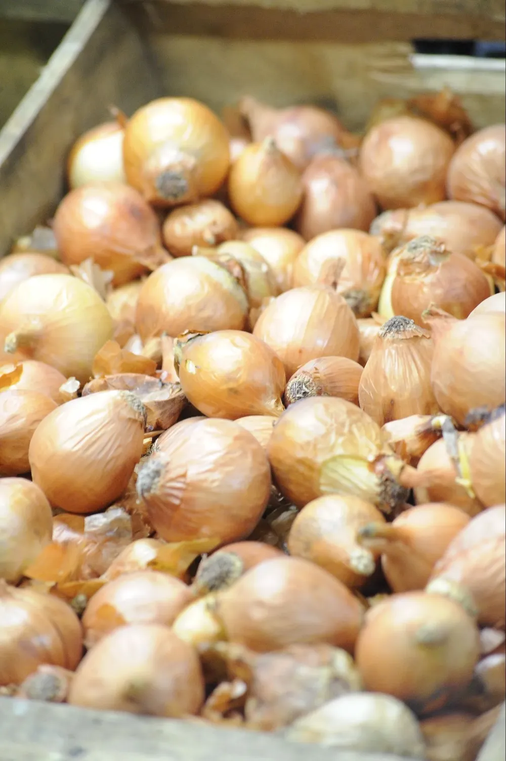 Las cebollas no le van a hacer daño a nadie, pero si alguien está enfermo debe acudir a verdaderos profesionales, advierte Katrine Wallace, epidemióloga en la Universidad de Illinois, en Chicago