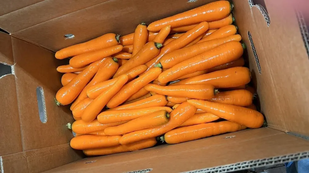 Zanahoria: uno de los vegetales más consumidos.