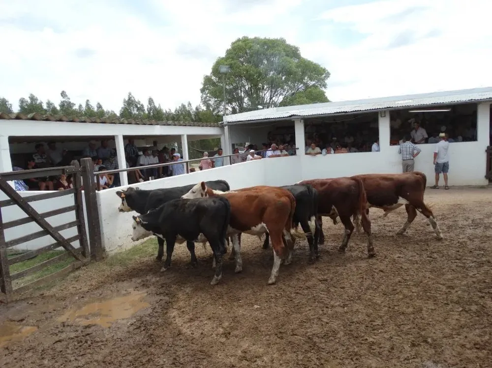 Remate a cargo del escritorio Juan Carlos Martínez Negocios Rurales