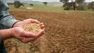 El trigo detuvo su alza de precio