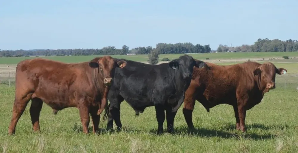 Rematará Valdez y Cía, con Scotiabank y transmisión en vivo por Campo TV