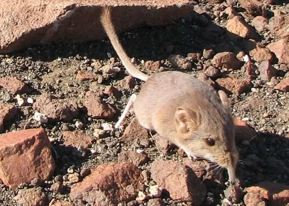 Aunque no parezca, el Macroscelides micus es pariente de los elefantes. Fue descubierto en el desierto de Namib, en Namibia, África.