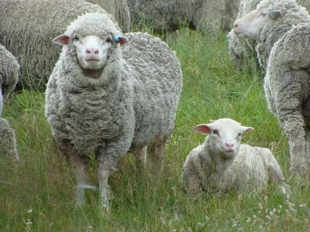 Crearon un nuevo respaldo para los productores ovejeros.