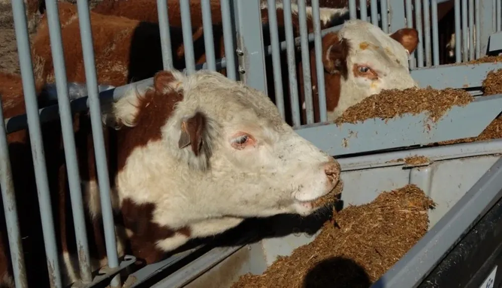Actualmente están encerrados en el corral 122 toritos de 39 cabañas