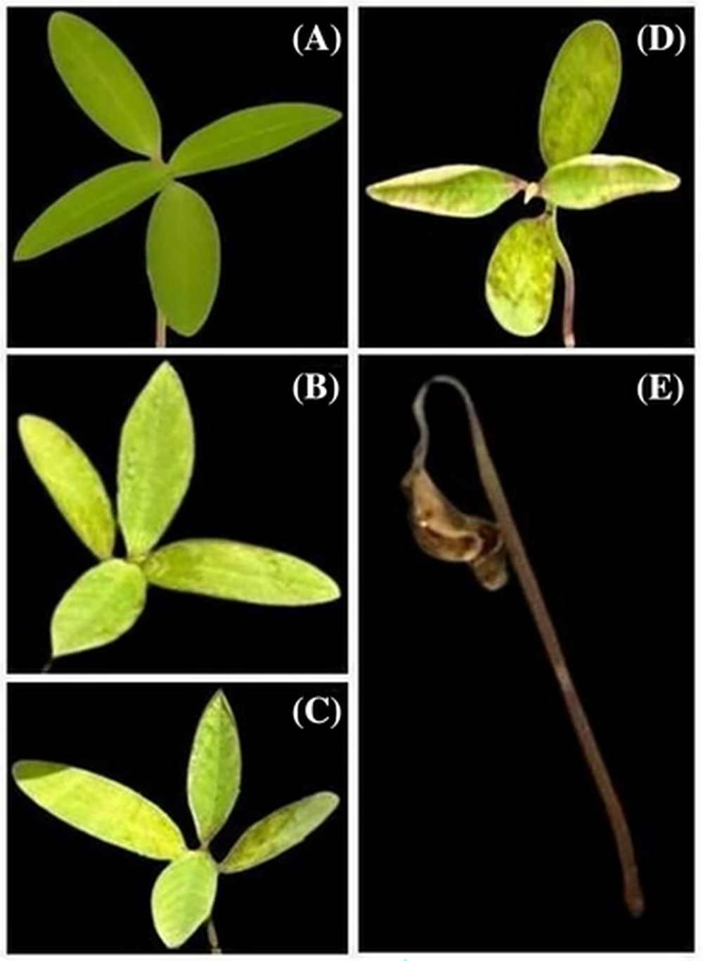 Escala de degradaci&oacute;n de las hojas observadas luego de la aplicaci&oacute;n de los extractos ocuosos de yerba mate