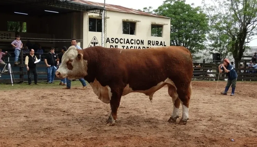 Toro Copa de Honor expuesto por cabaña La Hormiga