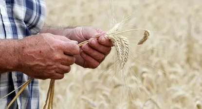 Entre 2003 y 2013 la productividad del trigo aumentó 1,52%