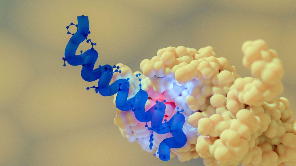 Ilustración de un péptido de semaglutida (azul) unido a su diana, GLP-1 (rosa). La semaglutida es un fármaco antidiabético y contra la obesidad.