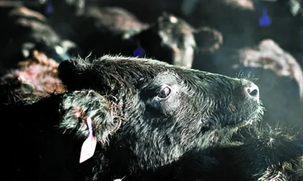 La ganadería de EEUU en plena zafra de toros