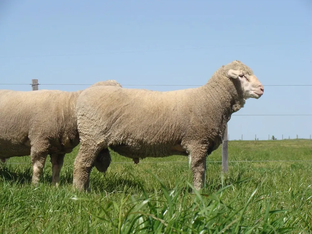 La raza Merino Dohne ostenta el mayor precio promedio