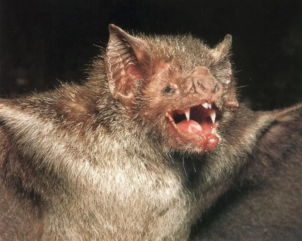 Murciélago vampiro encontrado en 2010 en establecimientos del departamento de Rivera