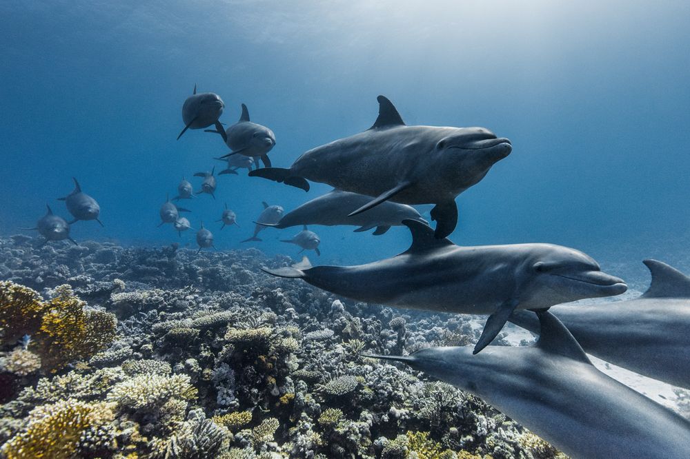 Hay varios documentales sobre los océanos y los mares en plataformas de streaming