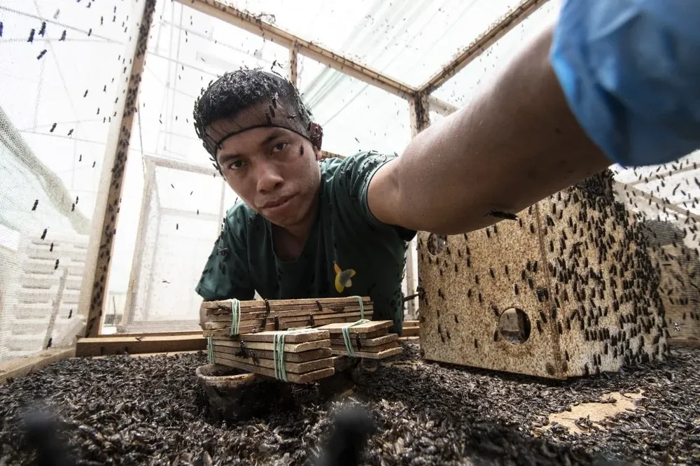 La mosca soldado negra es nativa de climas tropicales como el costarricense, y sus larvas engullen sin cesar residuos orgánicos.