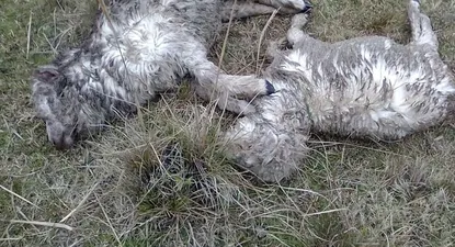 En el establecimiento han sucedido varios ataques de perros y casos de abigeato este año.