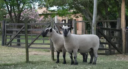 El Observador | 0017895797.webp