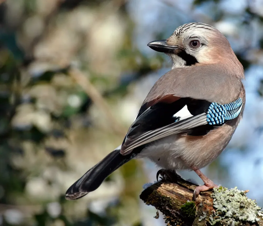 El arrendajo pertenece a la familia de los córvidos, junto con los cuervos y las grajillas, entre otras aves