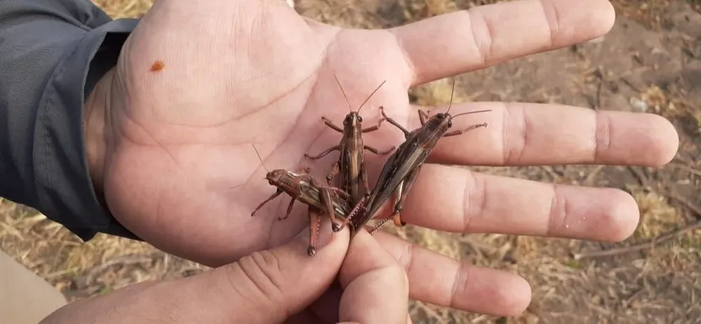 Langostas en Argentina.