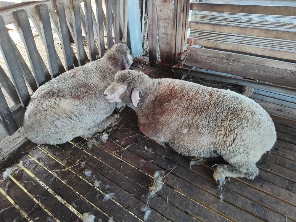 Daños en animales de alto valor genético.