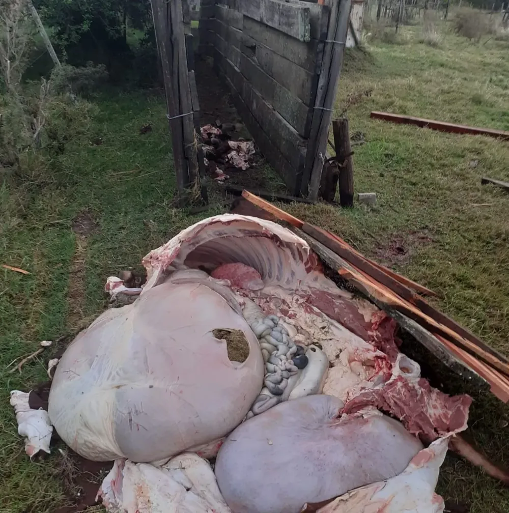 Así quedó una de las dos vacas faenadas clandestinamente.