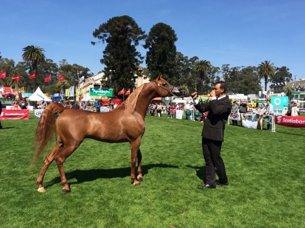 Gran Campeón en la raza Árabes, de Doña Cecilia.