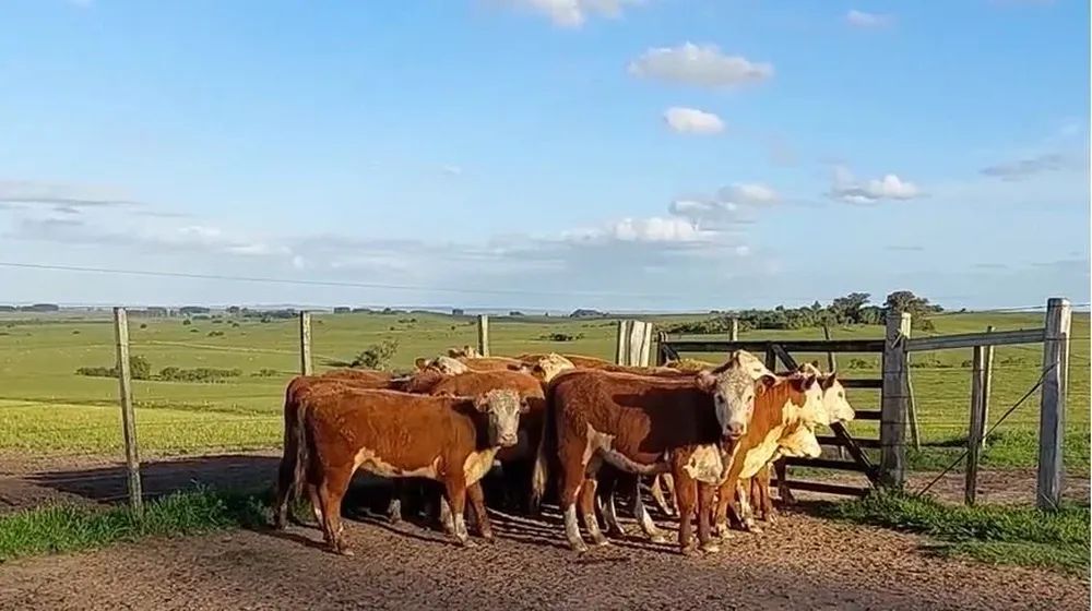 La venta se hará este viernes en Melo.
