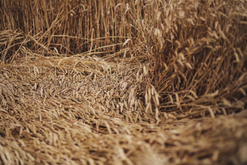 Trigo: cultivo clave en todo el mundo.
