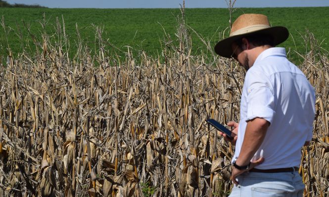 Agro: el valor del dólar, que ha ido descendiendo constantemente en los últimos tiempos, preocupa a los productores.