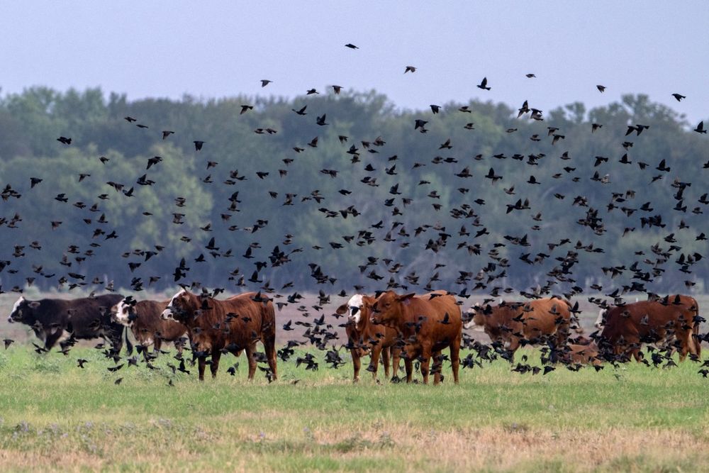 Estados Unidos: crece el descontento entre los ganaderos por las medidas del presidente estadounidense Donald Trump para reducir los precios de la carne vacuna.