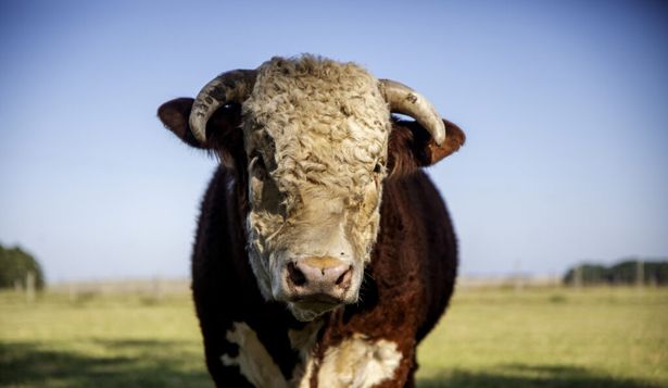 Uruguay: todos los actores de la cadena agroindustrial cárnica atentos a las jugadas del presidente de EEUU, Donald Trump.