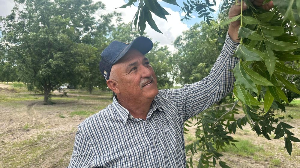 El agricultor de nueces Jaime Ramírez admite que algunos de sus vecinos desperdician agua.