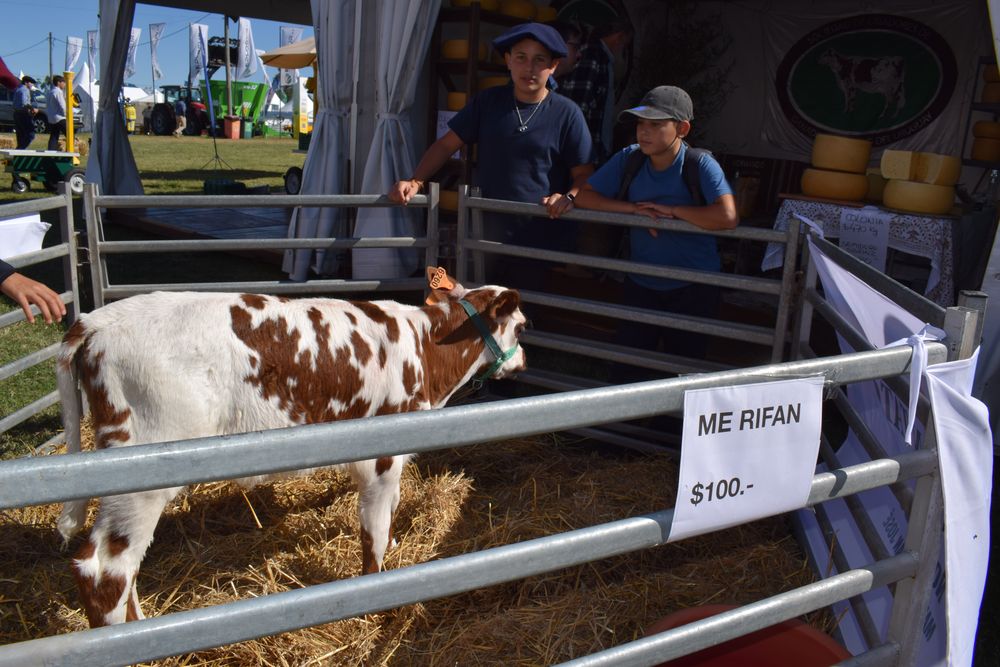 Expo Rural de Melilla 2025.