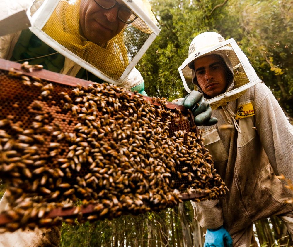 Apicultura: Uruguay exporta el 90% de la miel que produce.