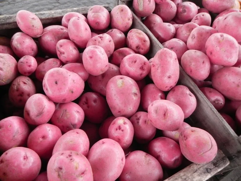 La papa es uno de los productos que se recomienda comprar en la segunda quincena de agosto.