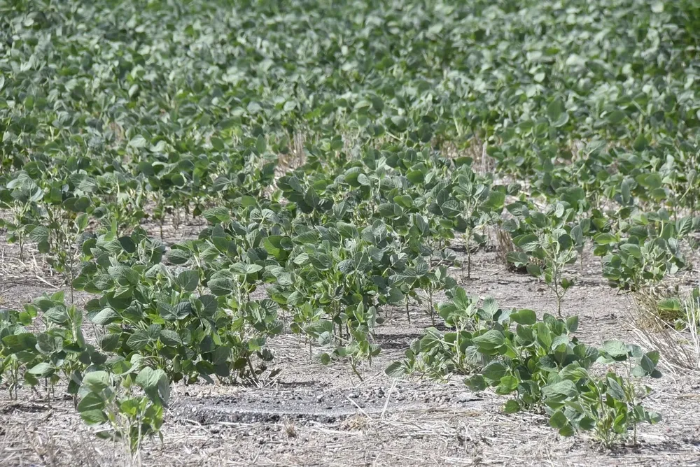 La soja, otra vez en una campaña con impacto climático adverso..