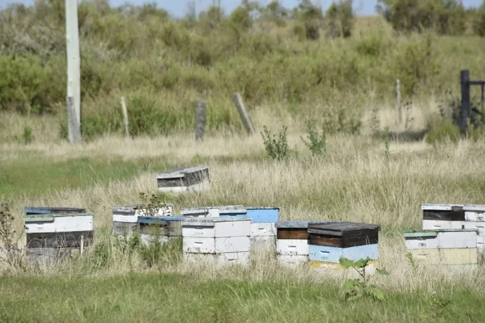 Niveles altos de residuos de glifosato dificultan la exportación.