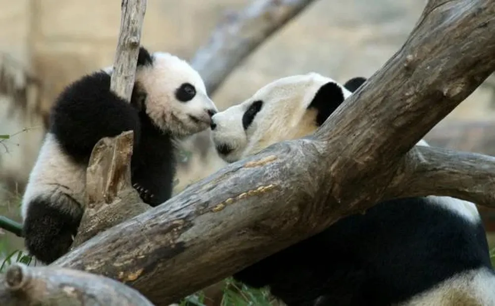 Tai Shan junto a su madre Mei Xiang en diciembre de 2005