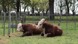 Se han encontrado focos en varios establecimientos, y en el marco de la zafra de toros 2022.