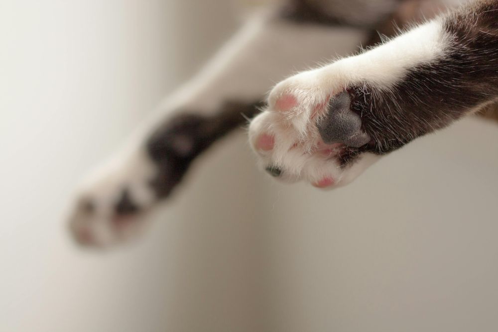 Los gatos con uñas bien cuidadas son generalmente más felices y cómodos.