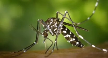 El Gobierno anunció que comenzará a aplicar la vacuna contra el dengue de modo focalizado