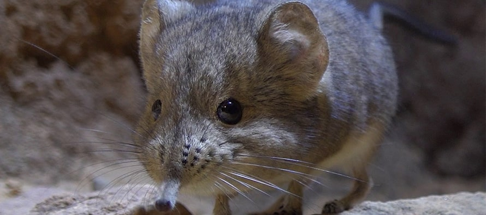 Una de las musarañas elefante del Bioparc en Valencia.