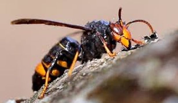 Una Vespa Velutina, comunmente conocida como avispa asiática. EFE